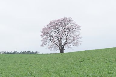 小岩井農場の一本桜