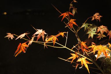 山中湖の紅葉まつり
