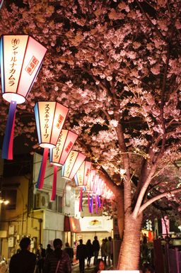 弘明寺 大岡川沿いの桜祭り