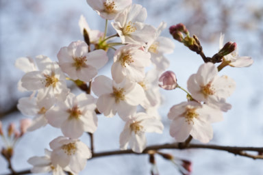 社宮司公園の桜