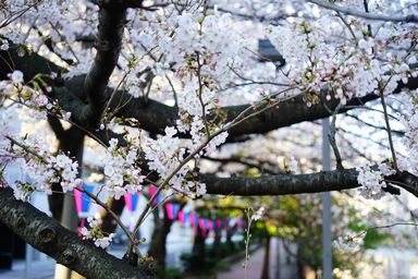 大岡川沿いの桜並木