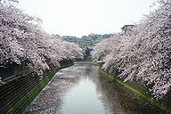 大岡川の桜 全体