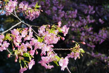 永谷天満宮裏山の桜