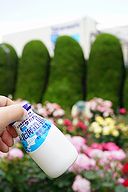 タカナシ乳業横浜工場 牛乳の試飲
