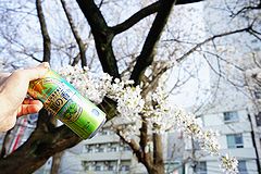 錦糸公園の花見 ビール