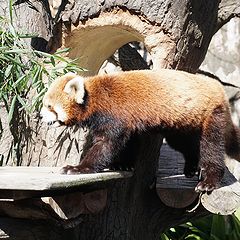 野毛山動物園のレッサーパンダ