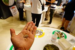 キリンビール横浜工場 麦芽