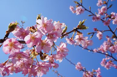 ホテル アンビエント伊豆高原の桜
