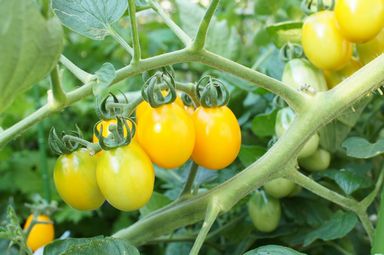 家庭菜園のミニトマト