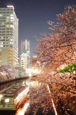 大岡川 夜桜