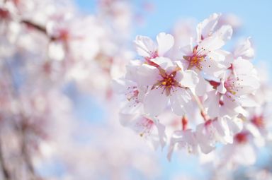 天王町公園の枝垂れ桜