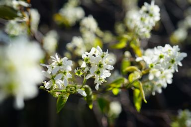 ジューンベリーの開花