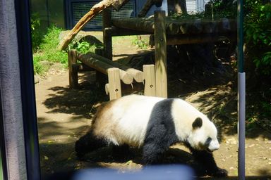 上野動物園 パンダ