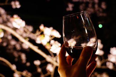 大岡川の桜とワイン