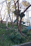 保土ヶ谷公園 台風19号で倒れた木