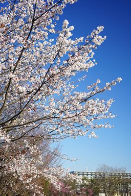 保土ヶ谷公園の桜