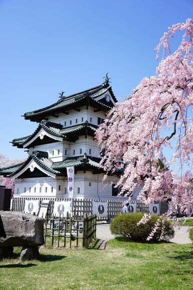 弘前城 天守閣と枝垂桜