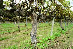 神戸 カベルネ・ソーヴィニョンの樹