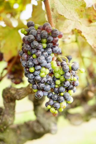 神戸 葡萄畑 カベルネ・ソーヴィニョンの房