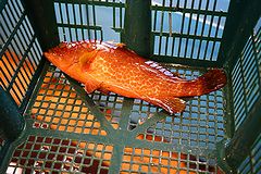 八千代丸 博多駅前店 アコウ（キジハタ）