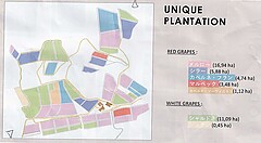 Dom. de Baronarque 畑の配置