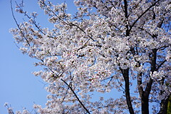 王子飛鳥山公園 桜