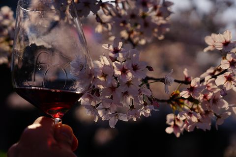 王子飛鳥山公園 桜とワイン