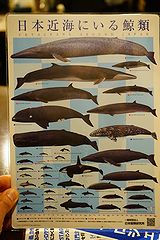 鯨の胃袋 西新橋本店 店内