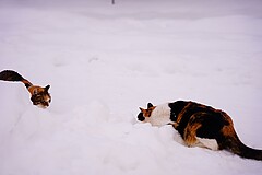 盛岡城跡公園 遊ぶ猫