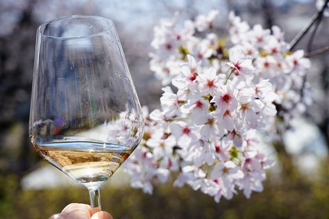 桜とロゼワイン