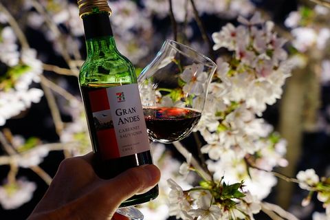 大岡川の桜とワイン